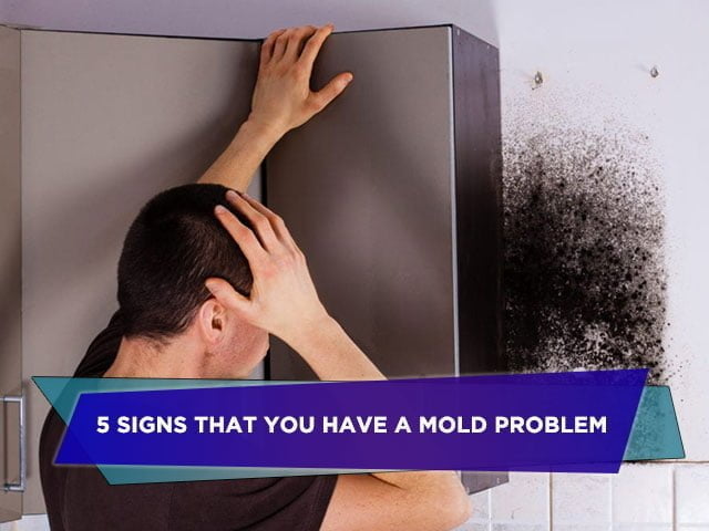 5 Signs That You Have a Mold Problem