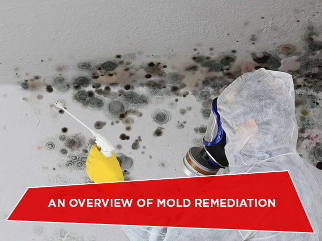 An Overview of Mold Remediation