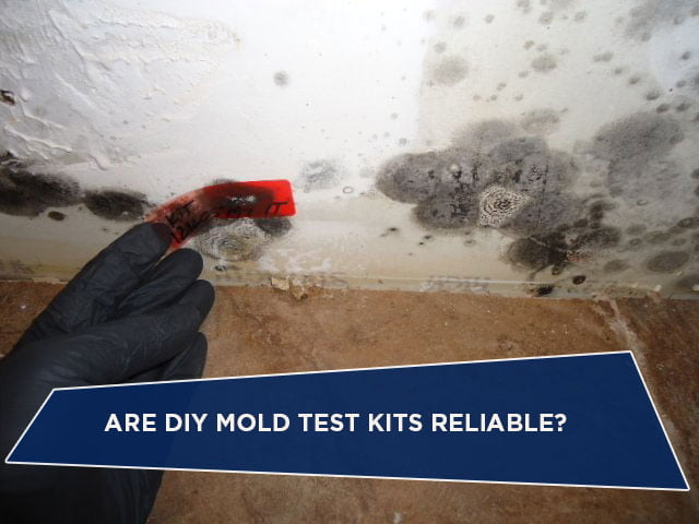 Are DIY Mold Test Kits Reliable?