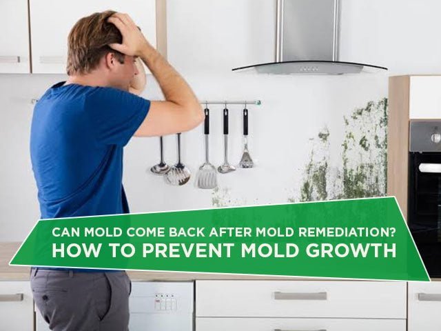Can Mold Come Back After Mold Remediation? How To Prevent Mold Growth