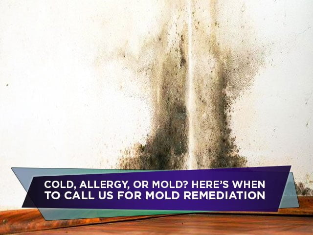 Cold, Allergy, Or Mold? Here’s When to Call Us For Mold Remediation