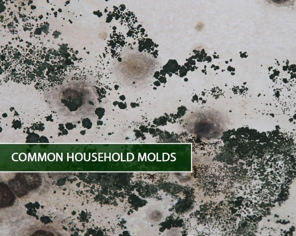 Common Household Molds