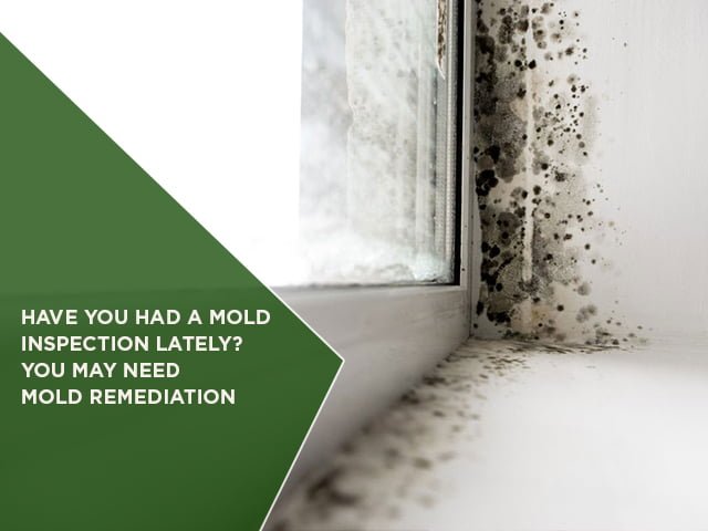 Have You Had A Mold Inspection Lately? You May Need Mold Remediation