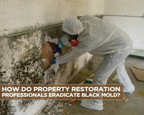 How Do Property Restoration Professionals Eradicate Black Mold