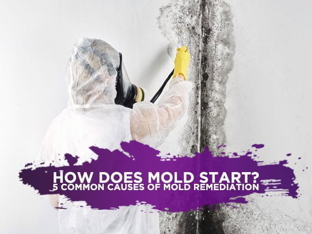 How Does Mold Start? 5 Common Causes Of Mold Remediation