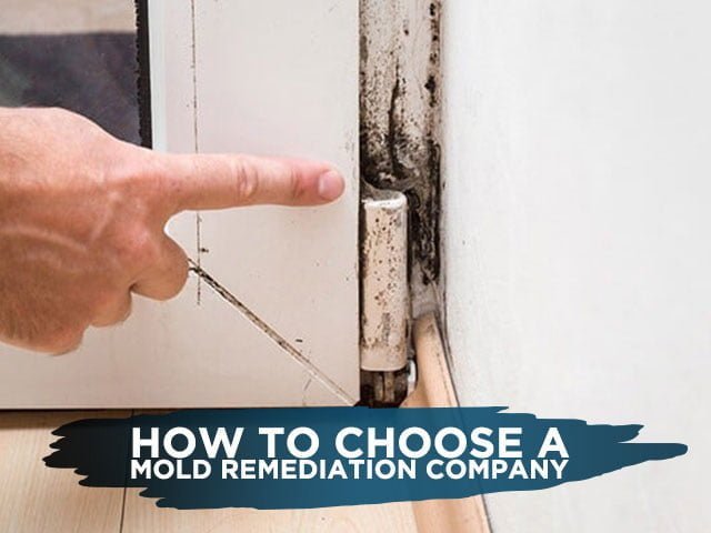 How to Choose a Mold Remediation Company