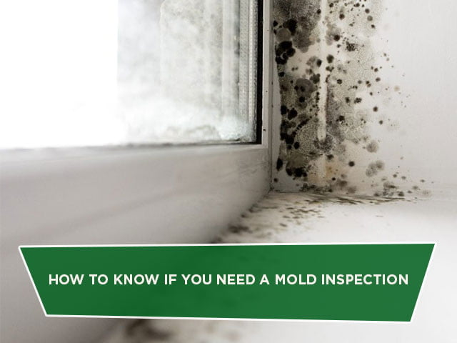 How to Know if You Need a Mold Inspection