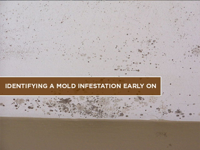 Identifying a Mold Infestation Early On