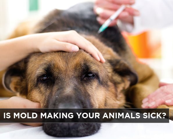 Is Mold Making Your Animals Sick?