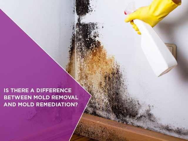 Is-There-A-Difference-Between-Mold-Removal-And-Mold-Remediation