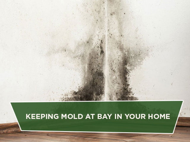 Keeping Mold at Bay in Your Home