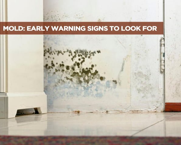 Mold: Early Warning Signs to Look For