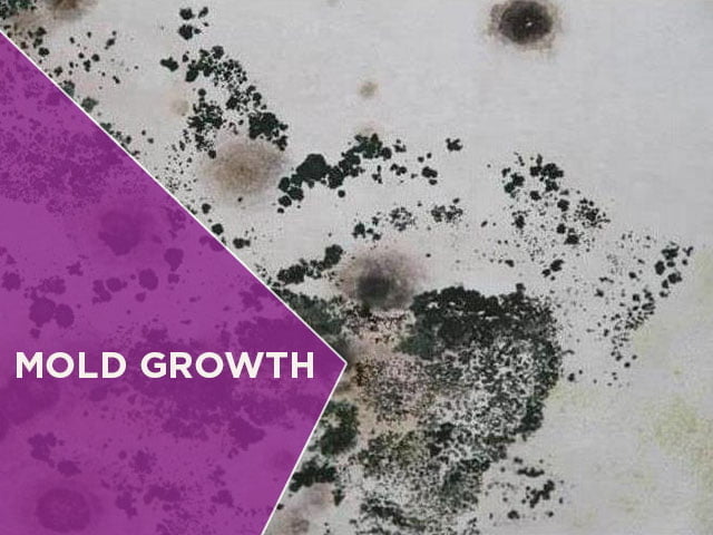 Mold Growth