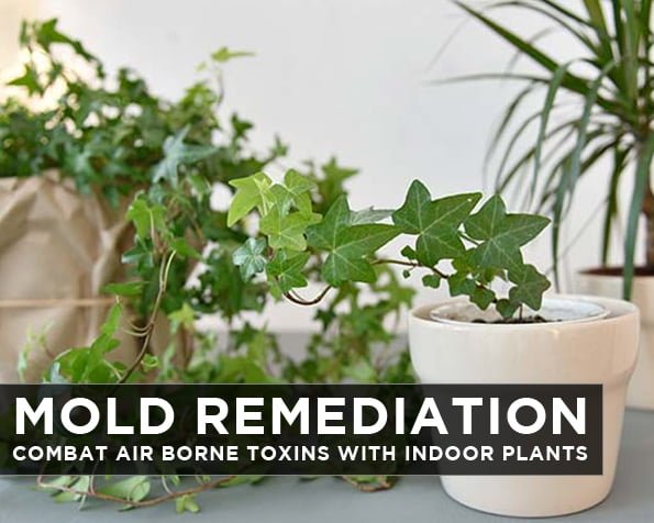 Mold Remediation: Combat Air Borne Toxins With Indoor Plants