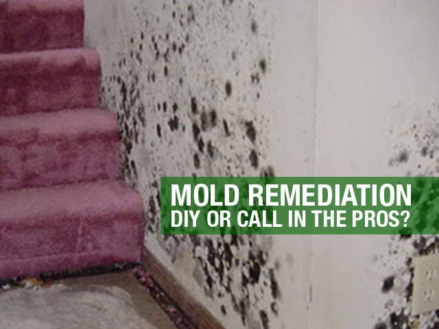 Mold Remediation DIY or Call in the Pros?