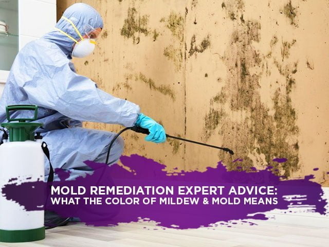 Mold Remediation Expert Advice: What the Color Of Mildew & Mold Means