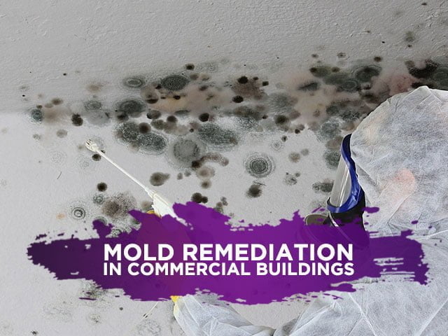 Mold Remediation In Commercial Buildings