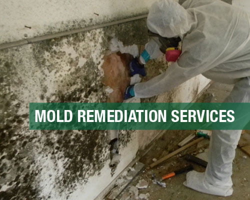 Mold Remediation Services