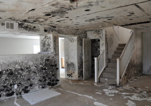 Prevent Hazardous Mold