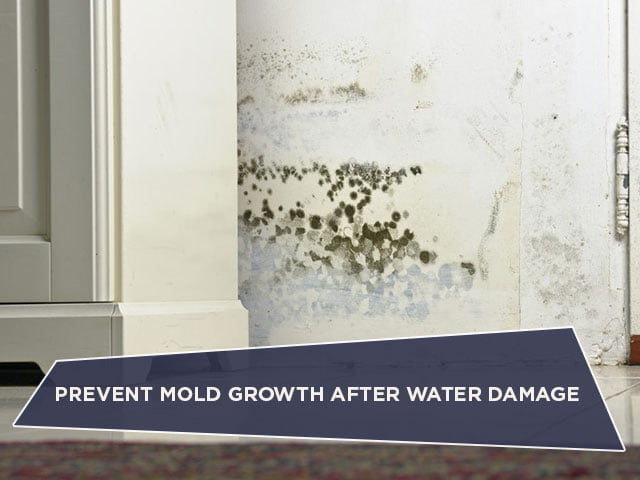 Prevent Mold Growth After Water Damage