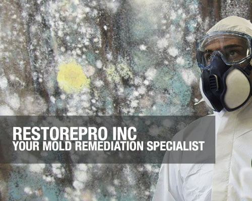 RestorePro Inc - Your Mold Remediation Specialist