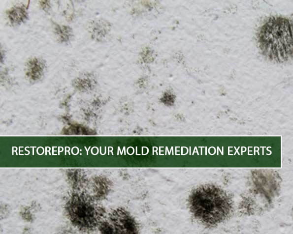 RestorePro: Your Mold Remediation Experts