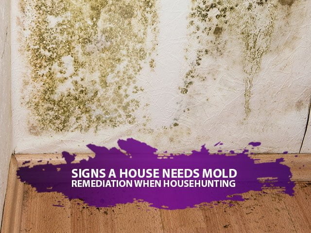 Signs A House Needs Mold Remediation When Househunting