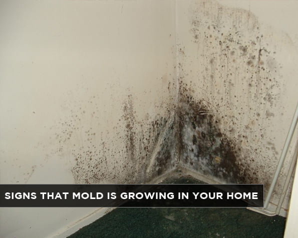 Signs That Mold is Growing in Your Home