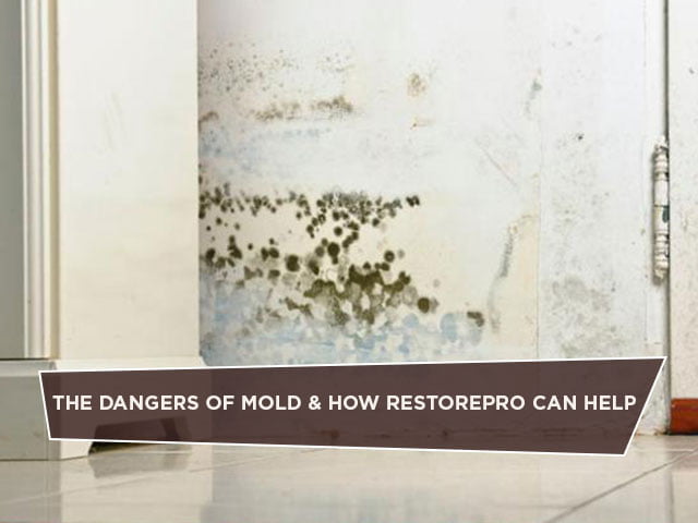 The Dangers of Mold & How RestorePro Can Help