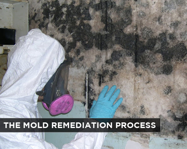 The Mold Remediation Process