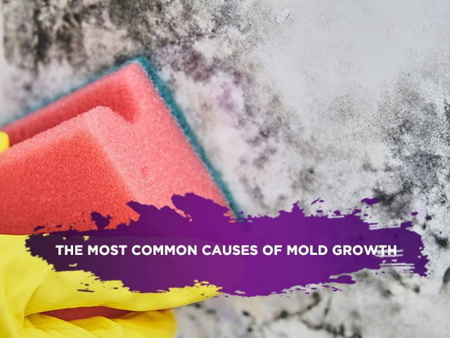 The Most Common Causes of Mold Growth
