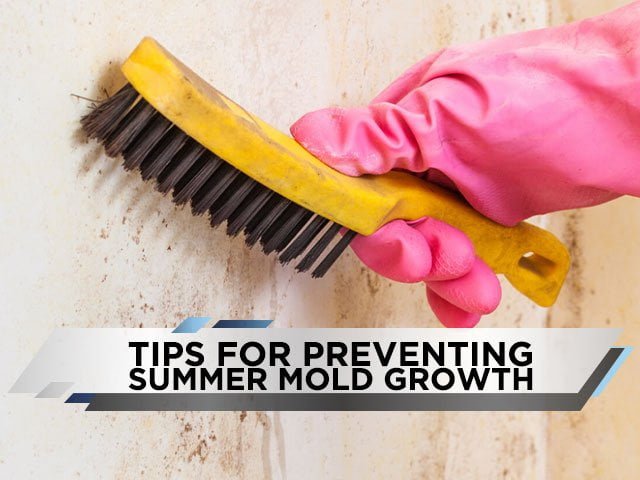 Tips for Preventing Summer Mold Growth