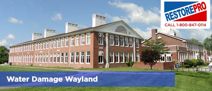 Water Damage Wayland