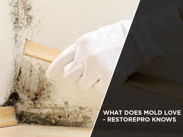 What Does Mold Love - RestorePro Knows