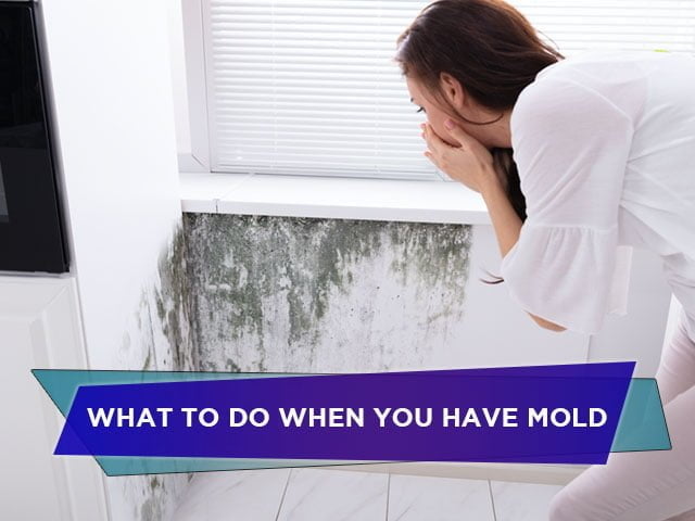 What To Do When You Have Mold