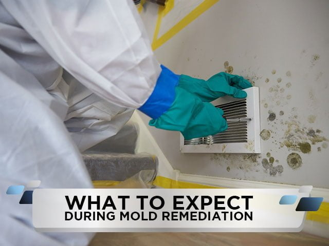 What to Expect During Mold Remediation