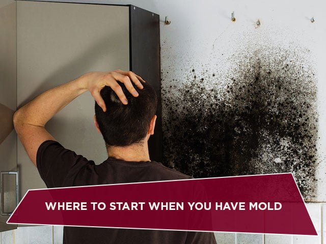 Where to Start When You Have Mold