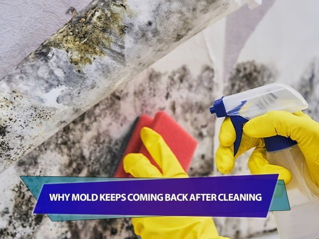 Why Mold Keeps Coming Back After Cleaning