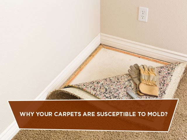 Why Your Carpets Are Susceptible To Mold?
