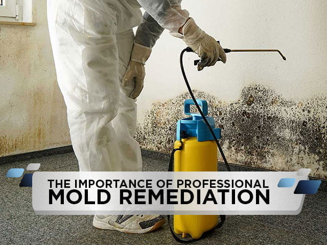 The Importance of Professional Mold Remediation