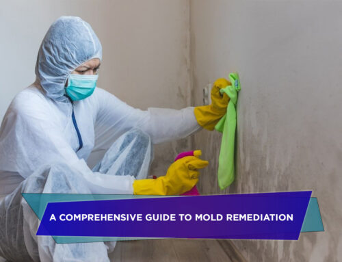 A Comprehensive Guide to Mold Remediation